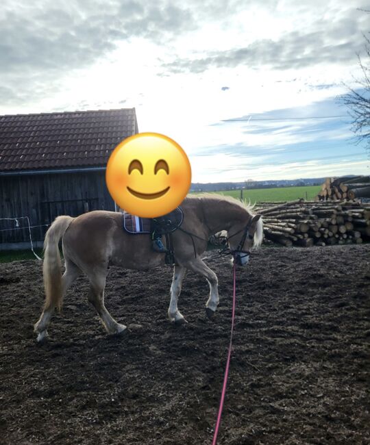 Haflingerwallach, Martina Maier, Horses For Sale, Bad Grönenbach , Image 3