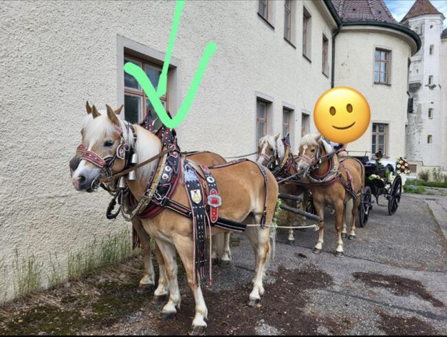 Haflingerwallach, Martina Maier, Horses For Sale, Bad Grönenbach , Image 8