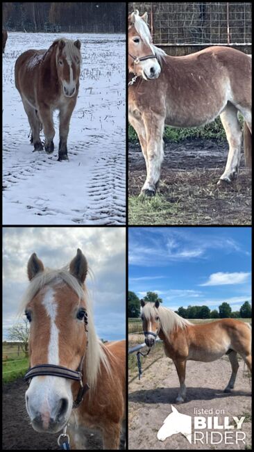 Haflingerwallach, Carola Waldow, Horses For Sale, Schönefeld, Image 5