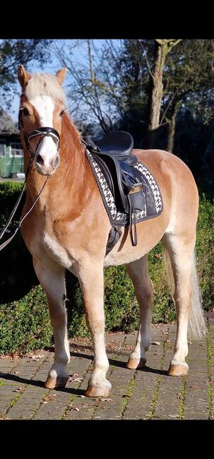 Haflinger Wallach, Ralf, Horses For Sale, Warendorf, Image 4