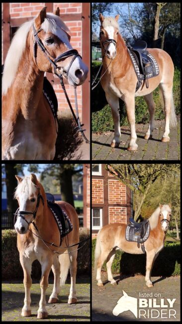 Haflinger Wallach, Ralf, Horses For Sale, Warendorf, Image 5