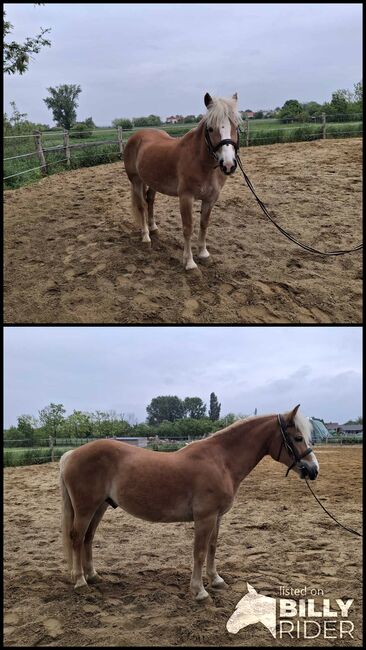 Haflinger wallach, Völner , Horses For Sale, Győr, Image 3