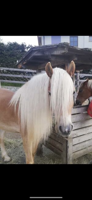 Haflinger Wallach der Extraklasse, Anna Bischof, Horses For Sale, Sankt Peter am Kammersberg