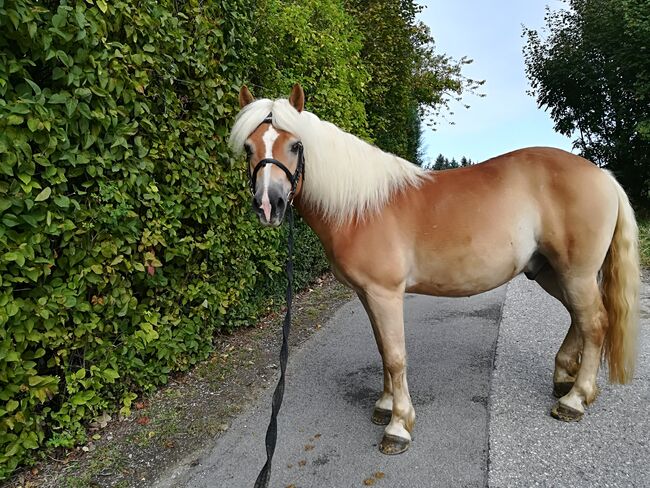 Haflinger Wallach, Isabella Fila, Konie na sprzedaż, Grub im Wienerwald , Image 2