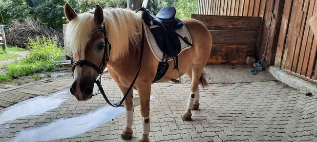 Haflinger Wallach, Isabella Fila, Konie na sprzedaż, Grub im Wienerwald , Image 7