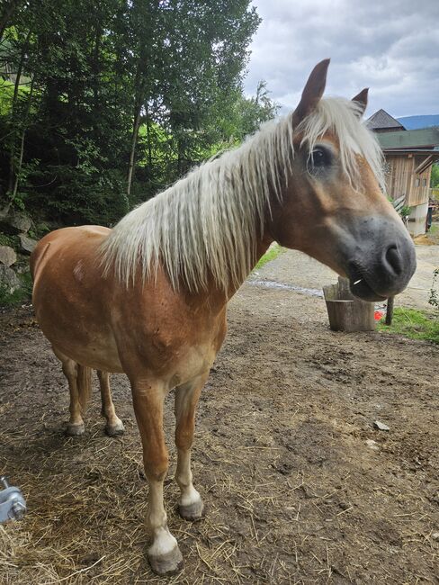 Haflinger Wallach, Tamara, Konie na sprzedaż, Hinterberg, Image 2