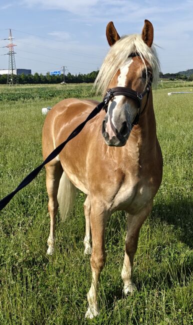 Haflinger Wallach, Hofer Ramona , Konie na sprzedaż, Premstätten , Image 3