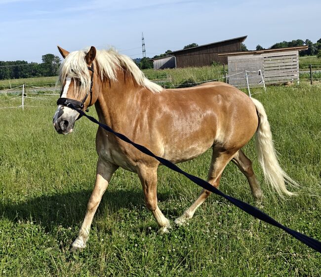 Haflinger Wallach, Hofer Ramona , Konie na sprzedaż, Premstätten , Image 4