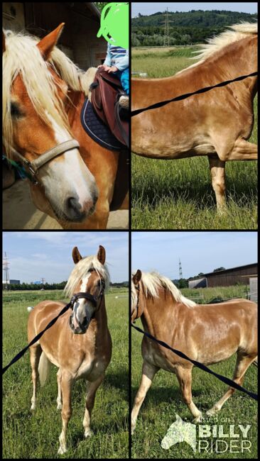 Haflinger Wallach, Hofer Ramona , Konie na sprzedaż, Premstätten , Image 5