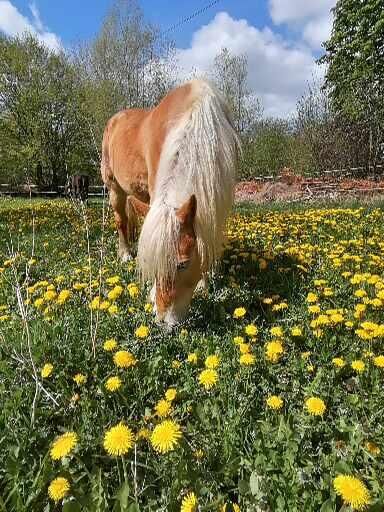 Haflinger Wallach, Jassi , Konie na sprzedaż, Gnoien, Image 4