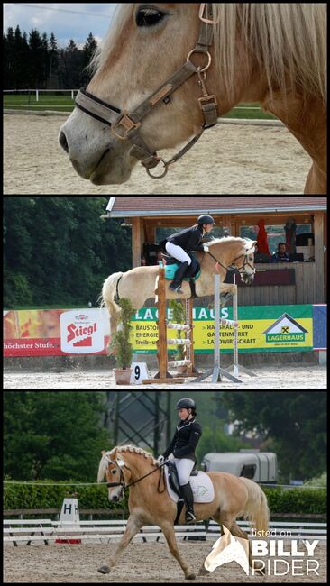 Haflingerwallach Major, Daniela Rehrl, Horses For Sale,  Seekirchen , Image 4