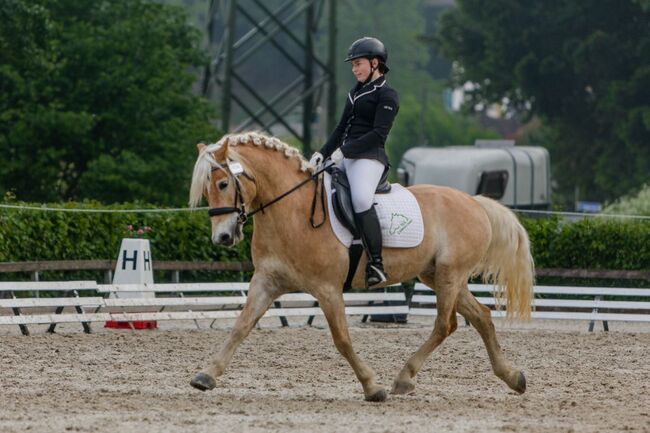 Haflingerwallach Major, Daniela Rehrl, Horses For Sale,  Seekirchen , Image 3