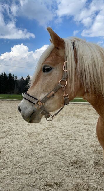 Haflingerwallach Major, Daniela Rehrl, Horses For Sale,  Seekirchen 