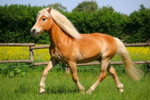 Haflinger Help!, Solene, Horses For Sale, Sippy Downs