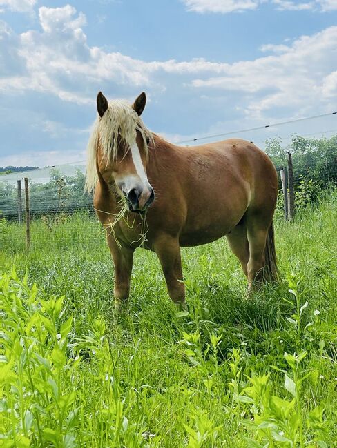 Haflinger Hengst B Linie, Marlene Klamminger , Horses For Sale, Sankt Ruprecht an der Raab , Image 3