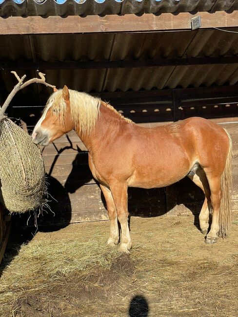 Haflinger Hengst B Linie, Marlene Klamminger , Pferd kaufen, Sankt Ruprecht an der Raab 