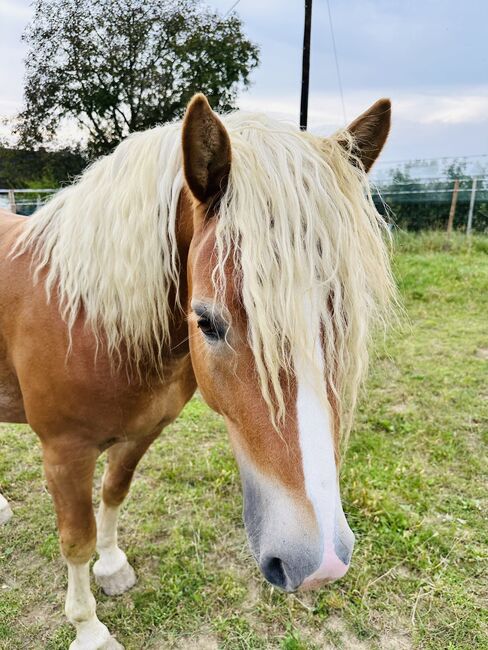 Haflinger Hengst B Linie, Marlene Klamminger , Pferd kaufen, Sankt Ruprecht an der Raab , Abbildung 2