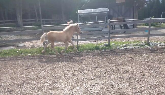 Haflinger Hengstfohlen Alvar, Johanna Kluckner, Pferd kaufen, Leutasch, Abbildung 3