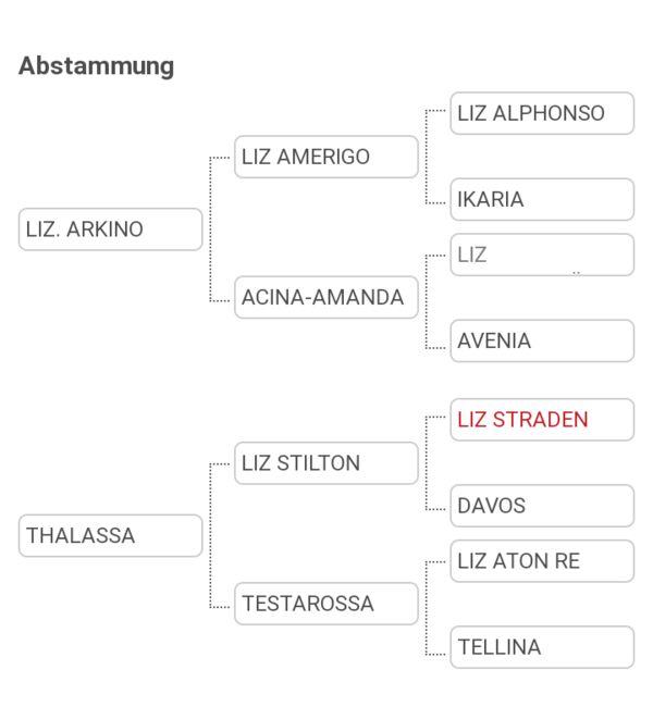 Haflinger Hengstfohlen Alvar, Johanna Kluckner, Pferd kaufen, Leutasch, Abbildung 2