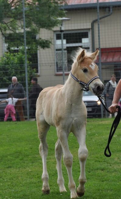 Haflinger-Hengstfohlen, Dumbeck, Pferd kaufen, Rauenberg