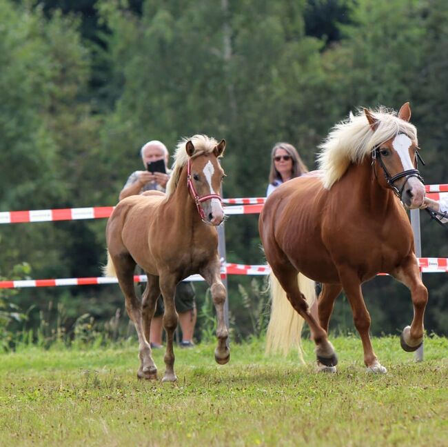 Haflinger Hengstfohlen, Xxx, Pferd kaufen, Petersbaumgarten