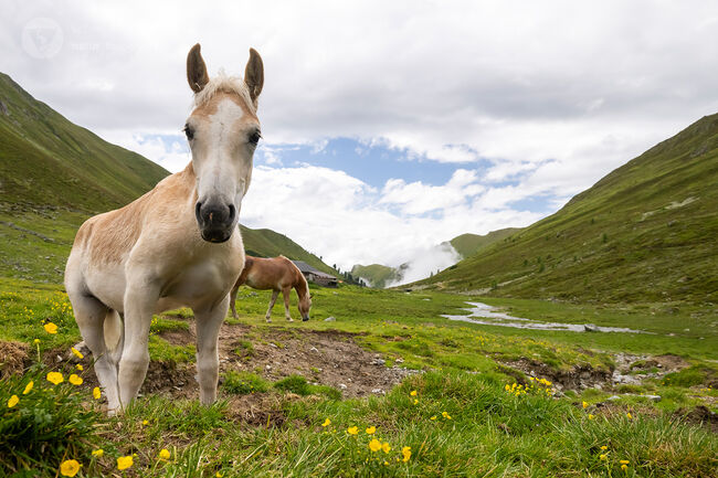 Haflinger Hengstfohlen, Marion Westreicher , Pferd kaufen, Pfunds , Abbildung 2