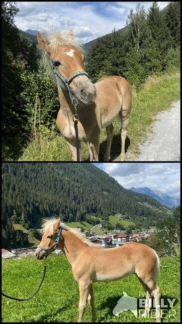 Haflinger-Hengstfohlen, Isabella , Pferd kaufen, See, Abbildung 3