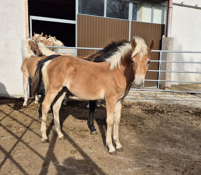 Haflinger Hengstfohlen zu verkaufen, Sabine, Pferd kaufen, Ybbs