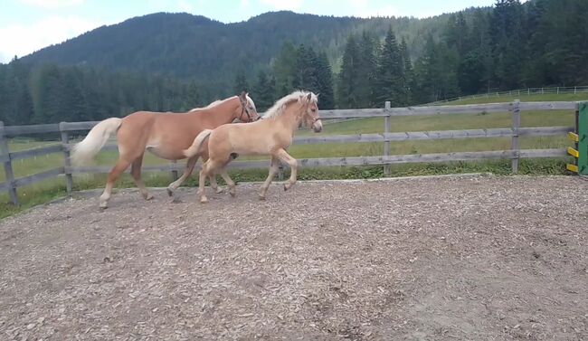 Haflinger Hengstfohlen Alvar, Johanna Kluckner, Horses For Sale, Leutasch