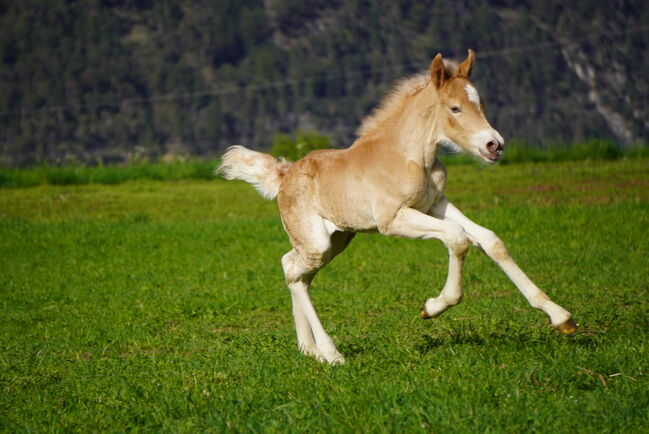 Haflinger Hengstfohlen Manuko, Carina Thurner, Horses For Sale, Imsterberg, Image 2