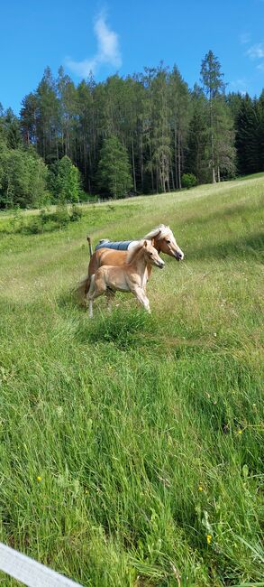 Haflinger Hengstfohlen Manuko, Carina Thurner, Horses For Sale, Imsterberg, Image 3