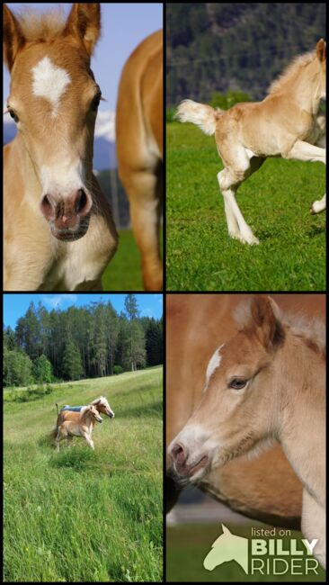 Haflinger Hengstfohlen Manuko, Carina Thurner, Horses For Sale, Imsterberg, Image 9