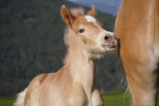 Haflinger Hengstfohlen Manuko, Carina Thurner, Horses For Sale, Imsterberg, Image 5