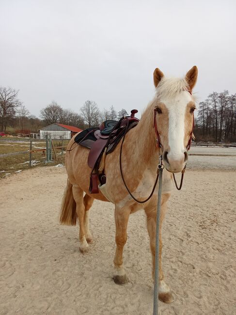 Haflinger- Holsteiner Mix, Xenia Beß , Pferd kaufen, Eckental 