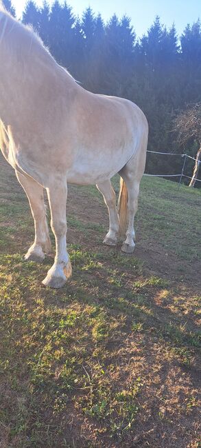 Haflinger, Jasmin, Horses For Sale, Mitterlimberg, Image 4