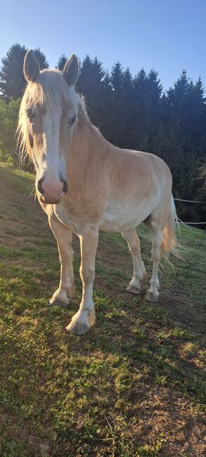 Haflinger, Jasmin, Horses For Sale, Mitterlimberg, Image 5