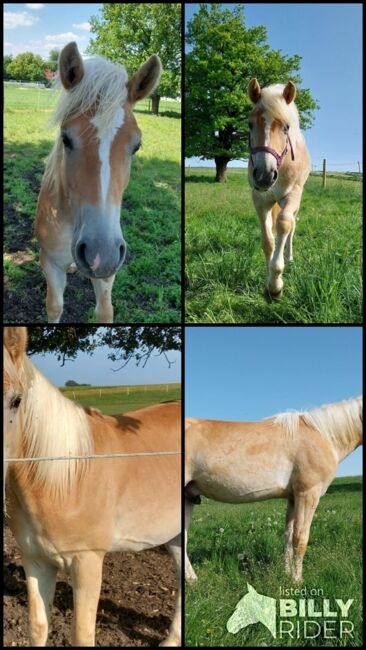 Haflinger Jährlings Hengst, Anja Schuster , Horses For Sale, Taufkirchen/ Vils, Image 5