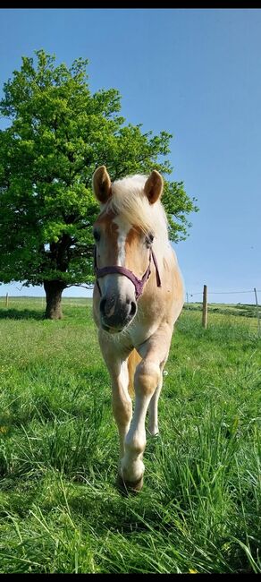 Haflinger Jährlings Hengst, Anja Schuster , Pferd kaufen, Taufkirchen/ Vils, Abbildung 3