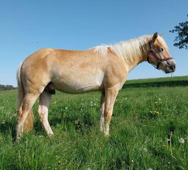 Haflinger Jährlings Hengst, Anja Schuster , Pferd kaufen, Taufkirchen/ Vils, Abbildung 2