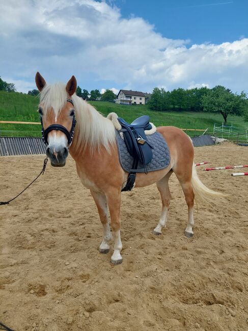 Haflingerjungstute, Koppler, Horses For Sale, Hummelberg, Image 2