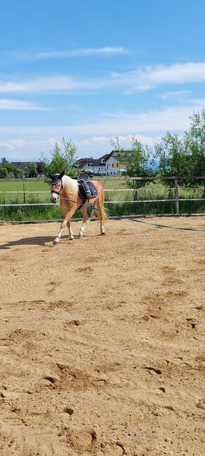 Haflingerjungstute, Koppler, Horses For Sale, Hummelberg, Image 3