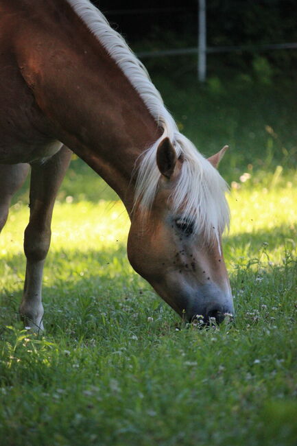 Haflingerjungstute, Koppler, Horses For Sale, Hummelberg, Image 4