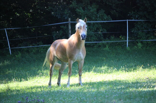 Haflingerjungstute, Koppler, Horses For Sale, Hummelberg, Image 5