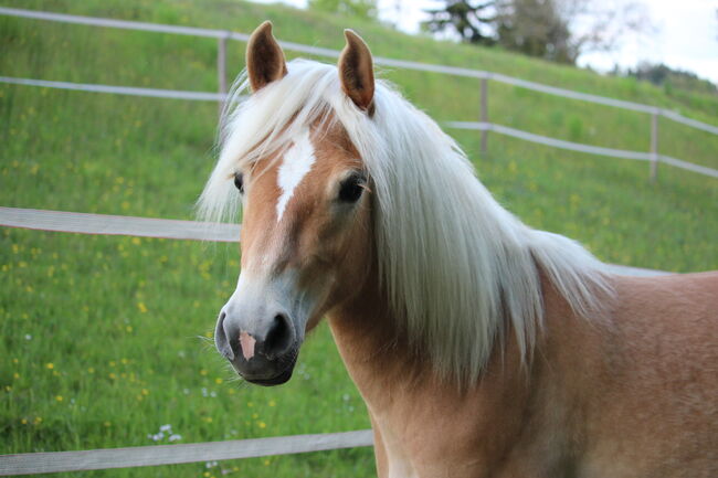 Haflingerjungstute, Koppler, Horses For Sale, Hummelberg