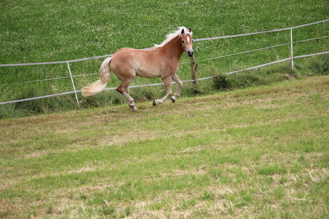 Haflingerjungstute, Koppler, Horses For Sale, Hummelberg, Image 11