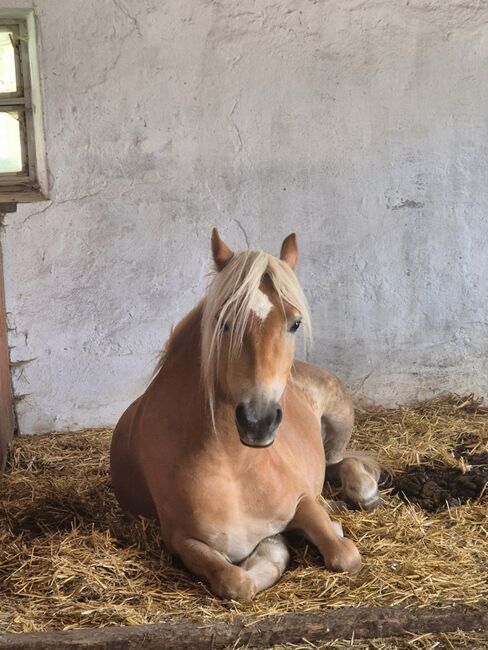 Haflinger Jungstute, Sarah, Pferd kaufen, Am Landlberg