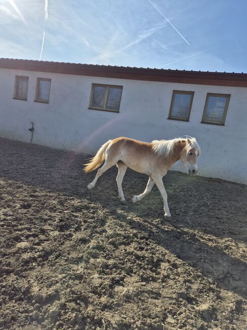 Haflinger Jungstuten, Sabine, Pferd kaufen, Ybbs