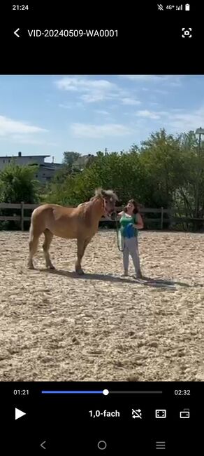 Haflinger Stute 3 Jahre sucht Lebens Platz Freistadt OÖ, Nicole Kapeller, Konie na sprzedaż, Freistadt , Image 9