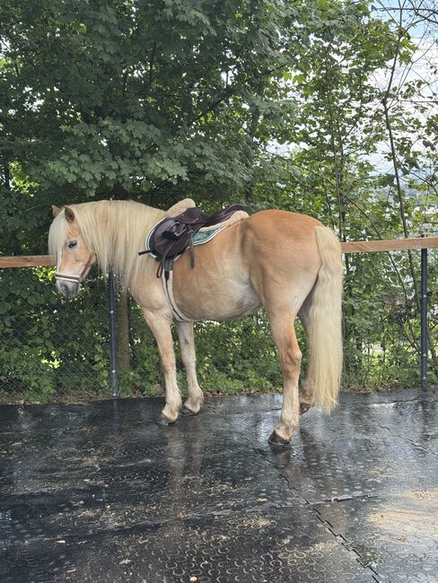 Haflinger Stute 14J, Corina Meier, Horses For Sale, Zürich, Image 3