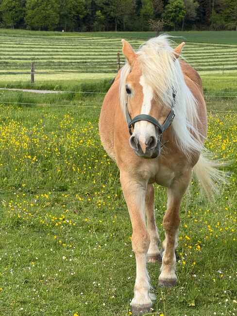Haflinger Stute 14J, Corina Meier, Horses For Sale, Zürich, Image 4